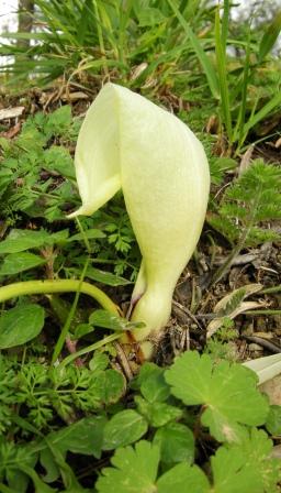 altre foto di fiori: generi Arum e Cardaria